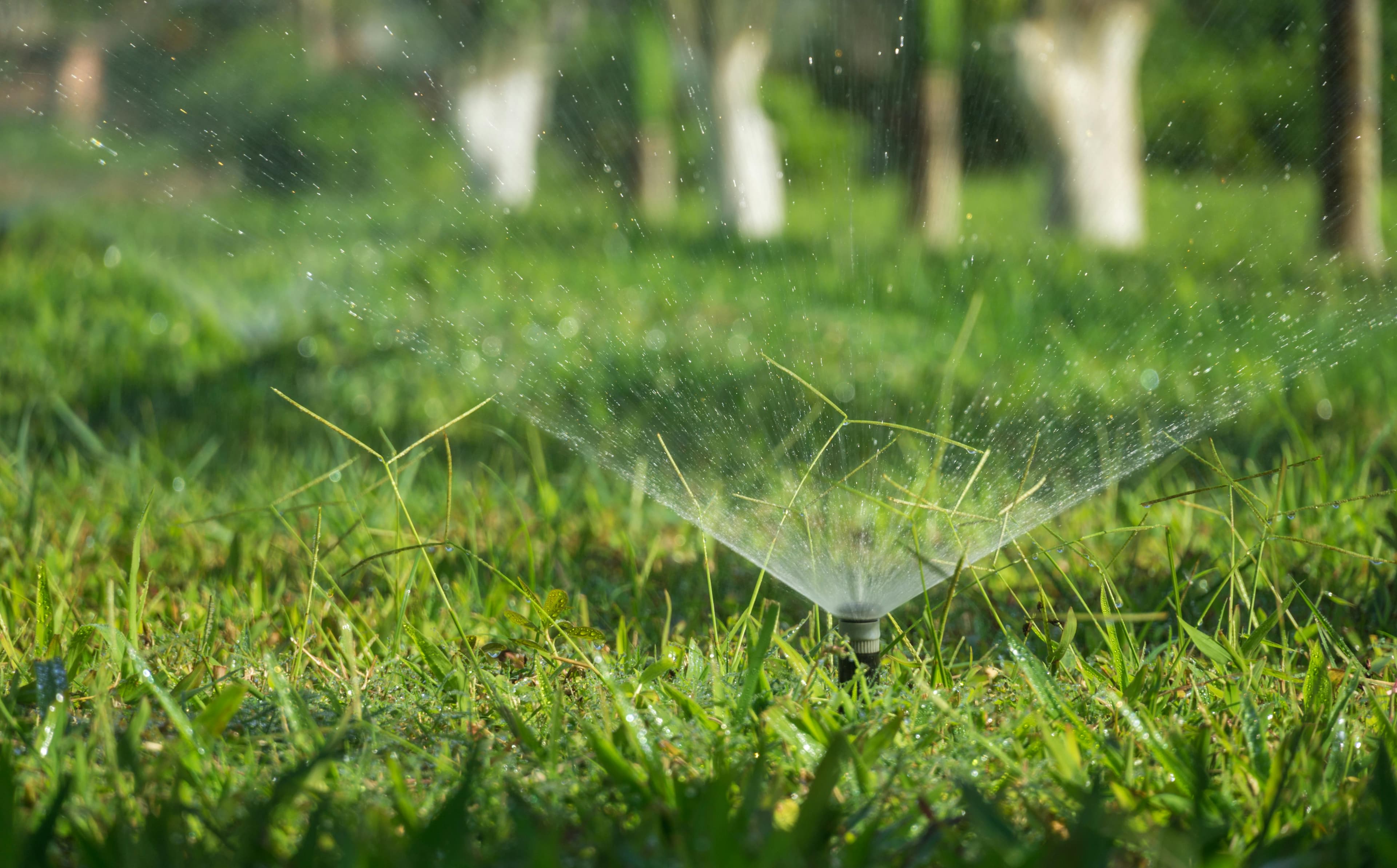 Sprinkler mist over a green lawn